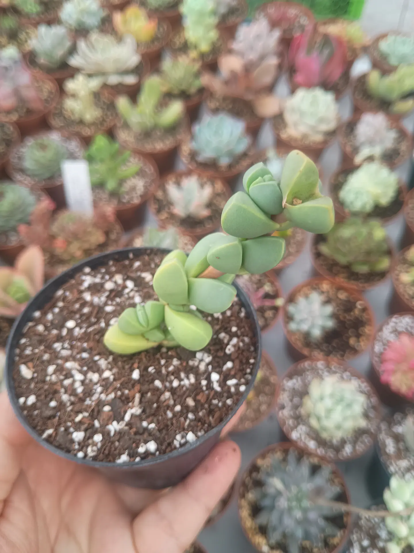 Delosperma Lemahnii, pequeña 2