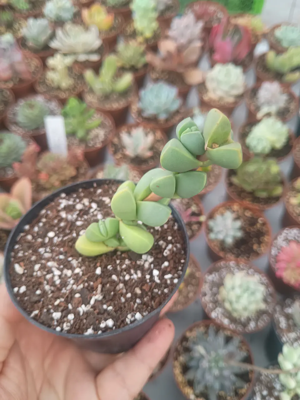 Delosperma Lemahnii, pequeña 2