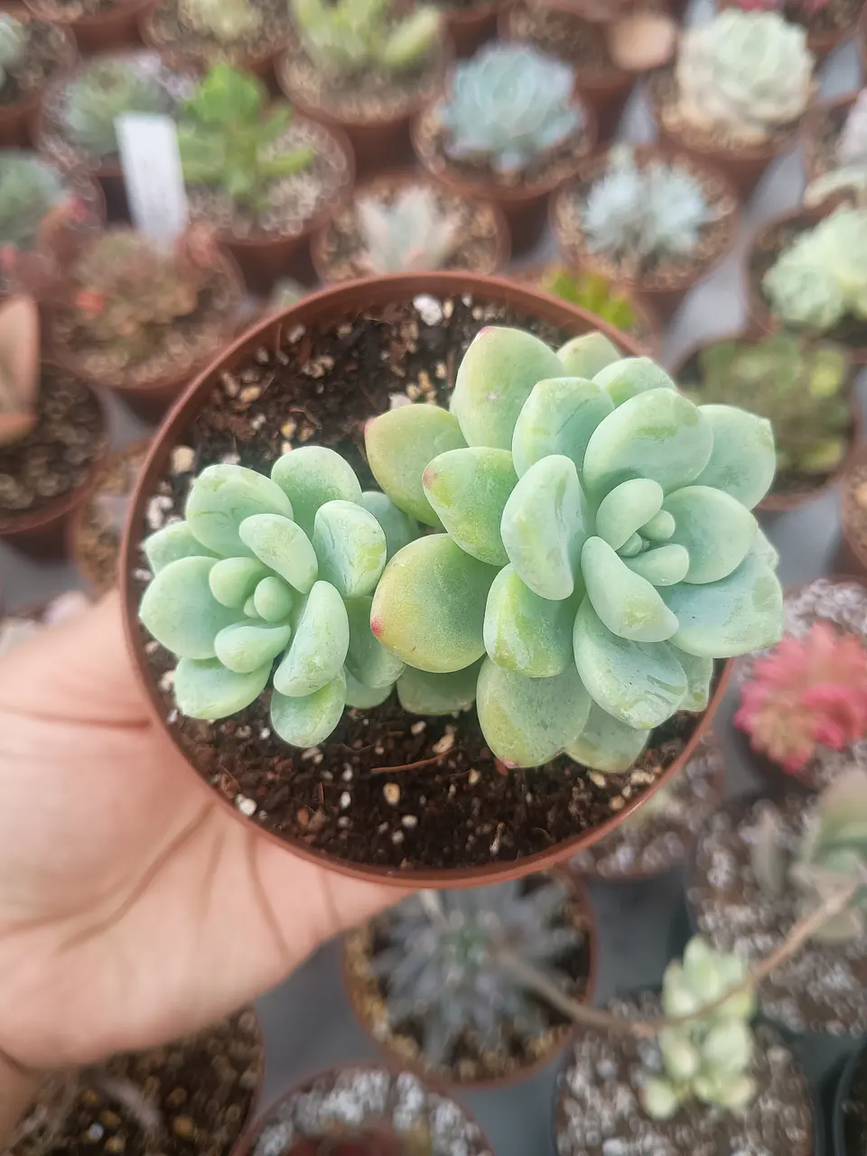 Sedum clavatum doble, pequeña 1