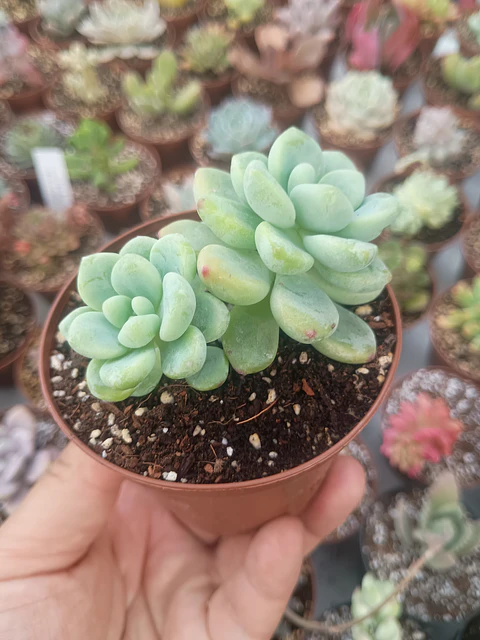 Sedum clavatum doble, pequeña