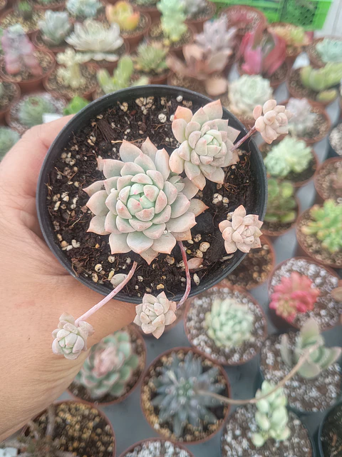 Echeveria Prolífica , pequeña