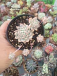 Echeveria Prolífica , pequeña - Miniatura 1