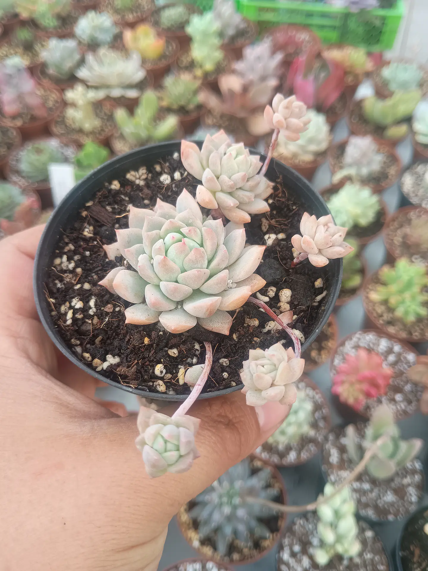 Echeveria Prolífica , pequeña 2