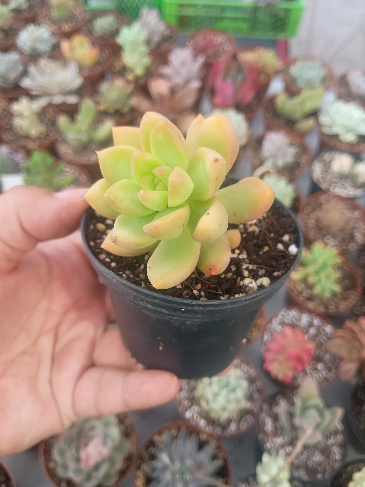 Sedum adolphii Golden glow, pequeño 1