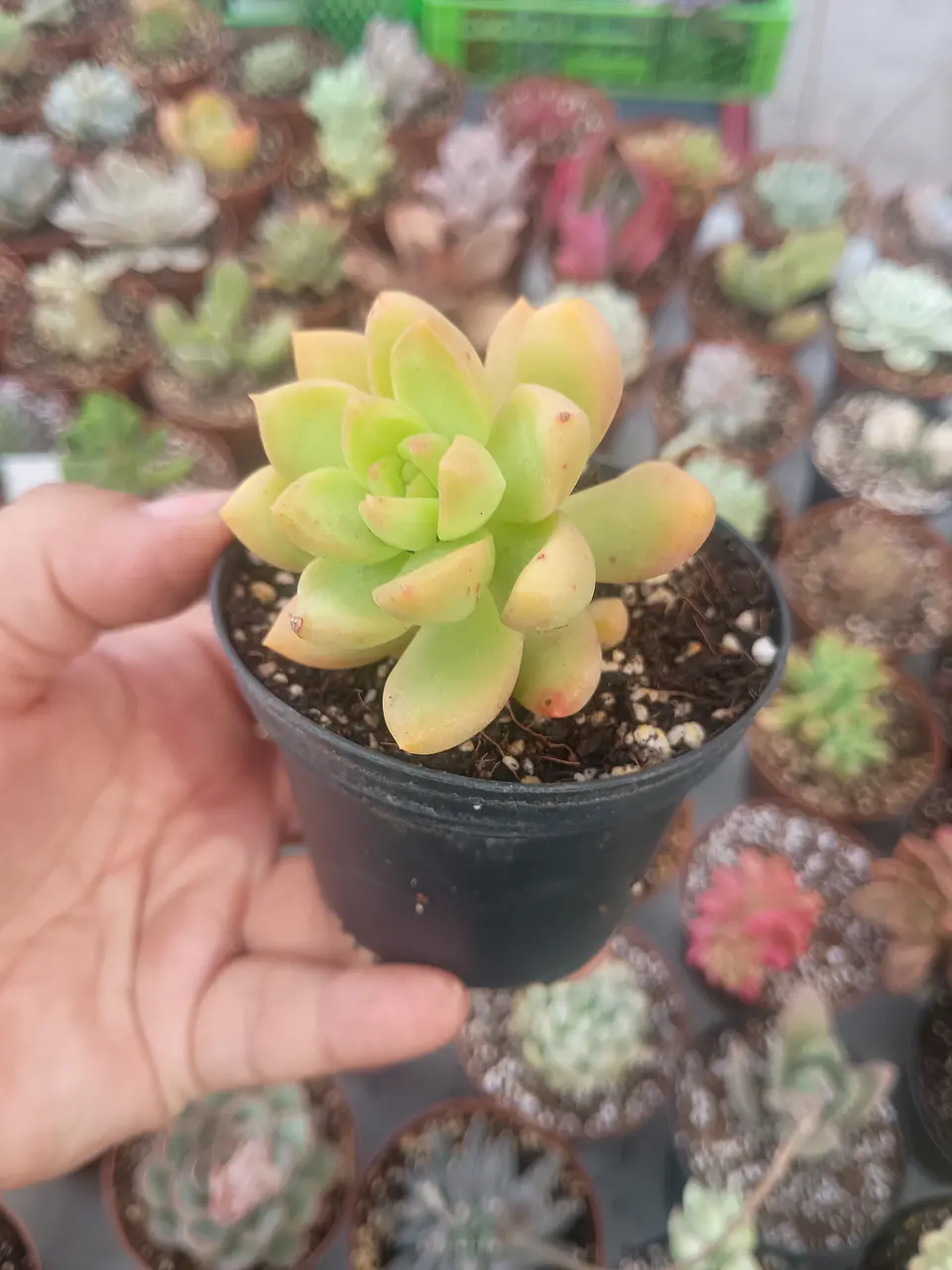 Sedum adolphii Golden glow, pequeño 1