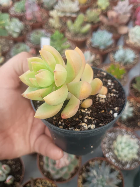 Sedum adolphii Golden glow, pequeño