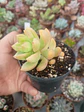 Sedum adolphii Golden glow, pequeño - Miniatura 2