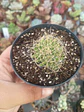 Mammillaria dicipiens, pequeña - Miniatura 1