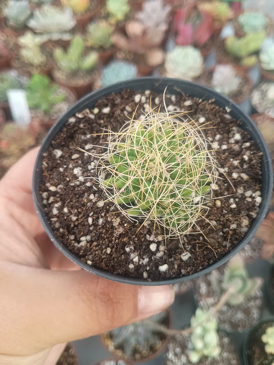 Mammillaria dicipiens, pequeña 1