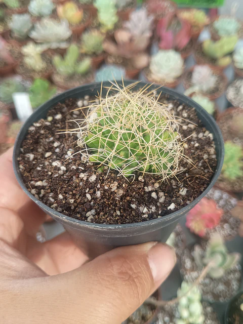 Mammillaria dicipiens, pequeña