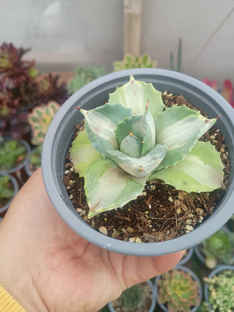 Agave Potatorum variegado
