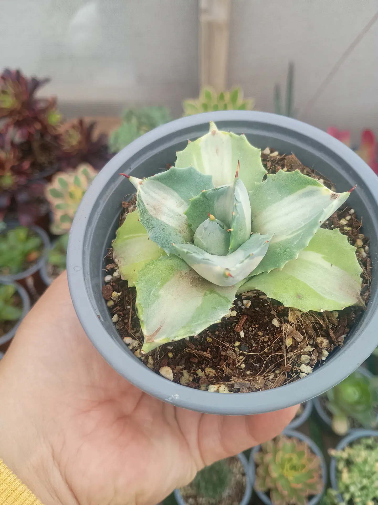 Agave Potatorum variegado 1