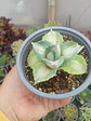 Agave Potatorum variegado - Miniatura 1