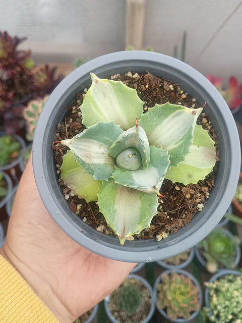Agave Potatorum variegado