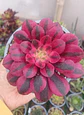 Aeonium medusa  - Miniatura 1