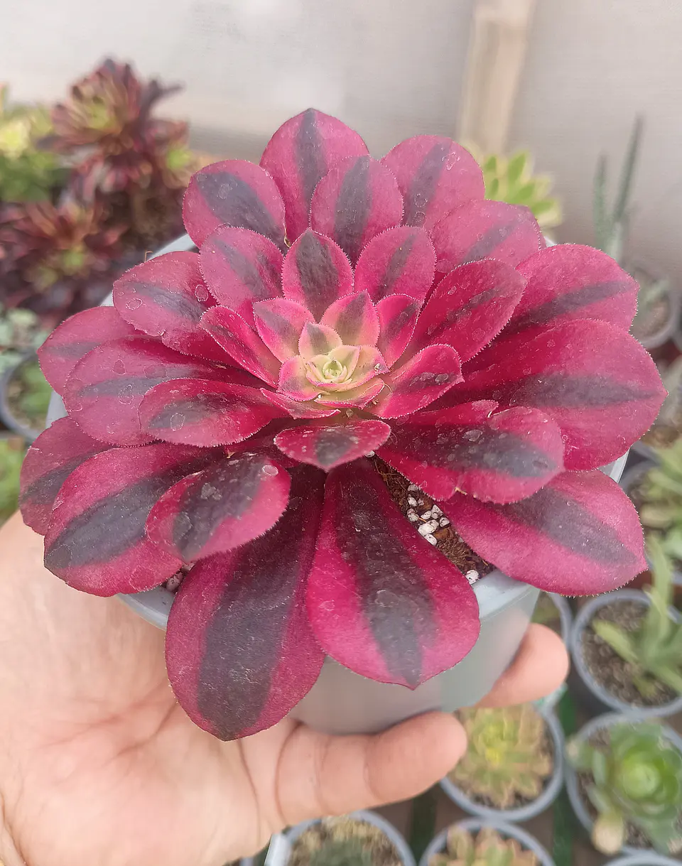 Aeonium medusa  2