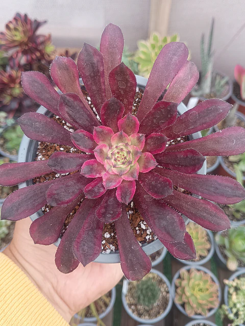 Aeonium Mardi grass