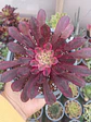 Aeonium Mardi grass - Miniatura 1