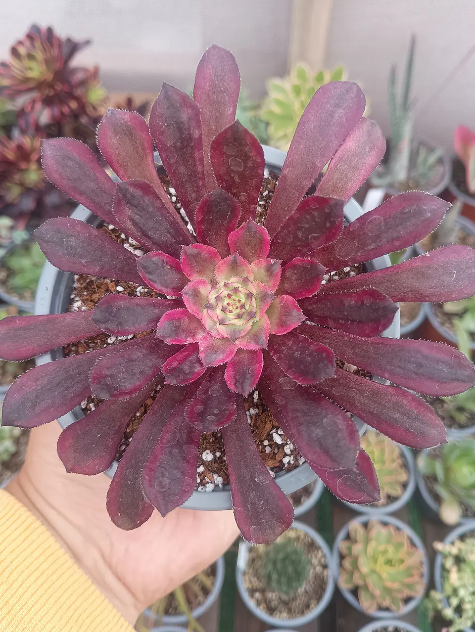 Aeonium Mardi grass 1