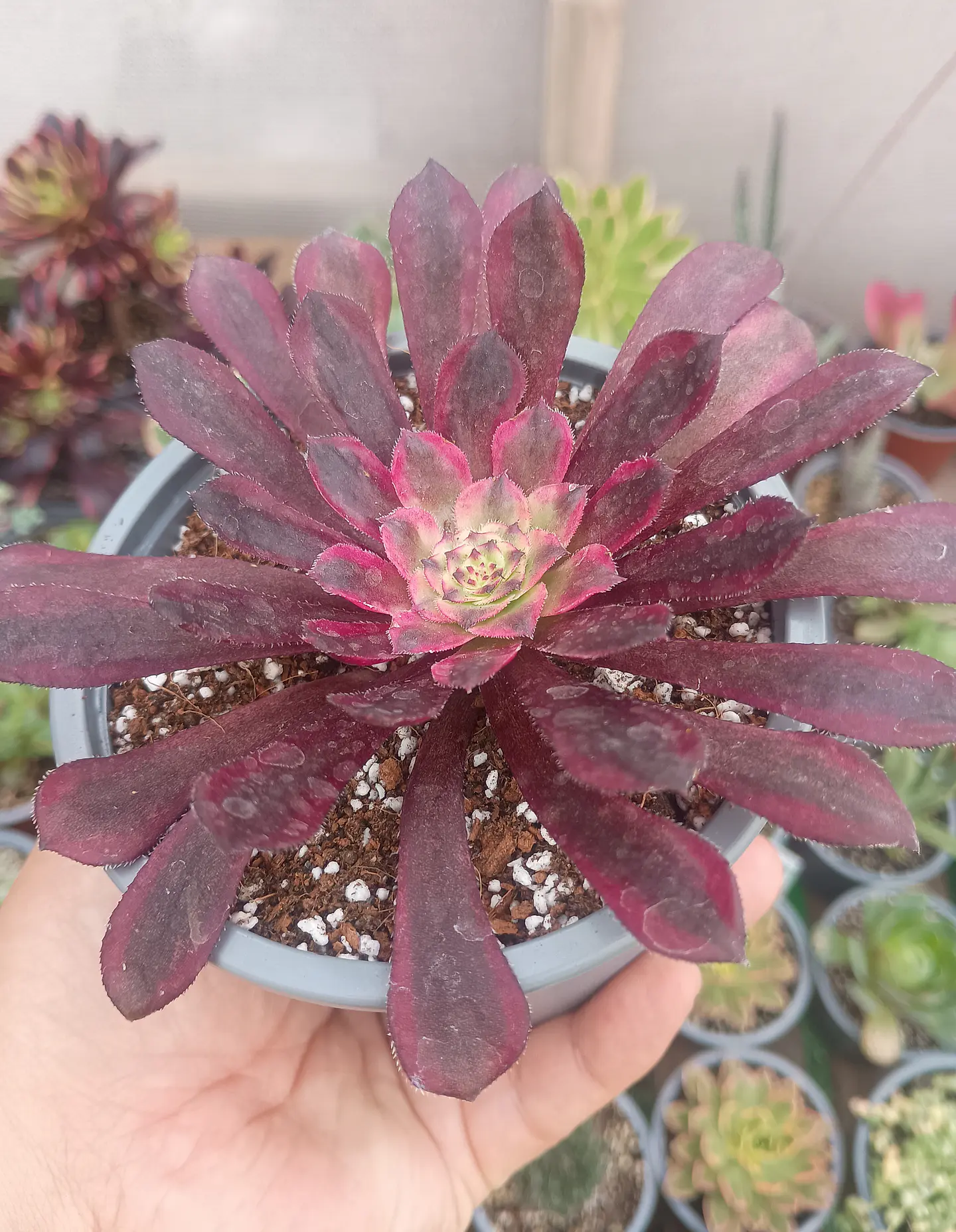 Aeonium Mardi grass 2