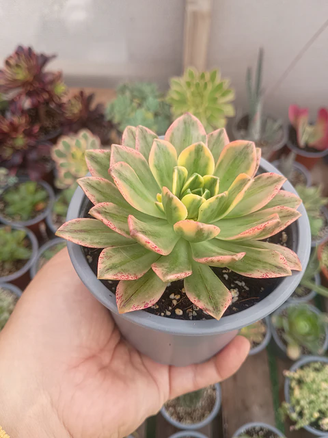 Aeonium sweet tea M