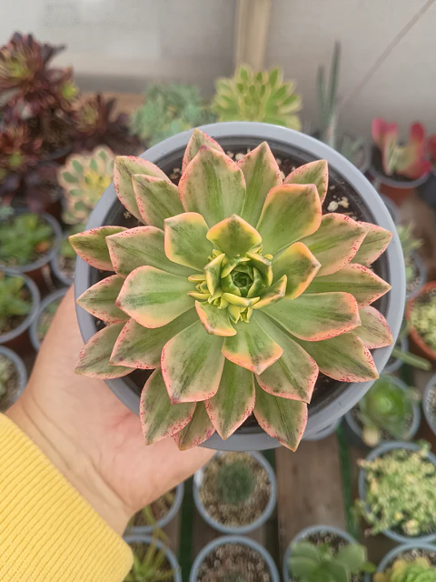 Aeonium sweet tea M