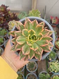 Aeonium sweet tea M - Miniatura 2