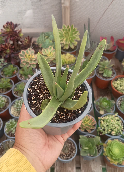 Crassula ssp