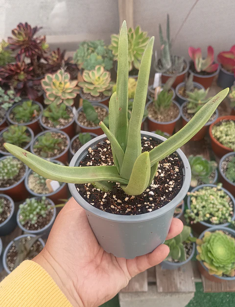 Crassula ssp