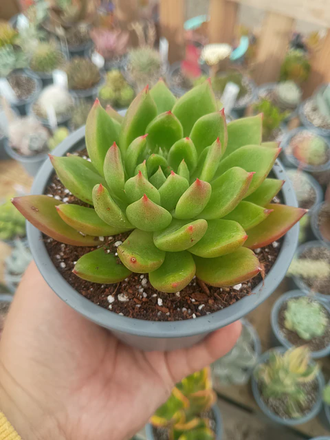Echeveria Agavoides Jade Point
