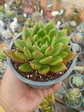 Echeveria Agavoides Jade Point - Miniatura 1
