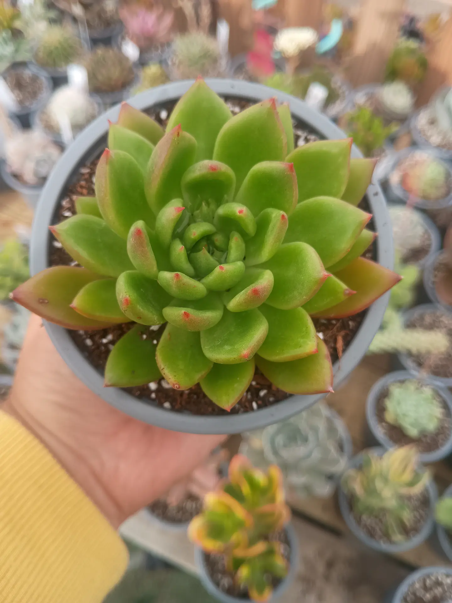 Echeveria Agavoides Jade Point 2