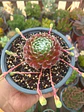 Serpenvivum arachnoideum - Miniatura 1