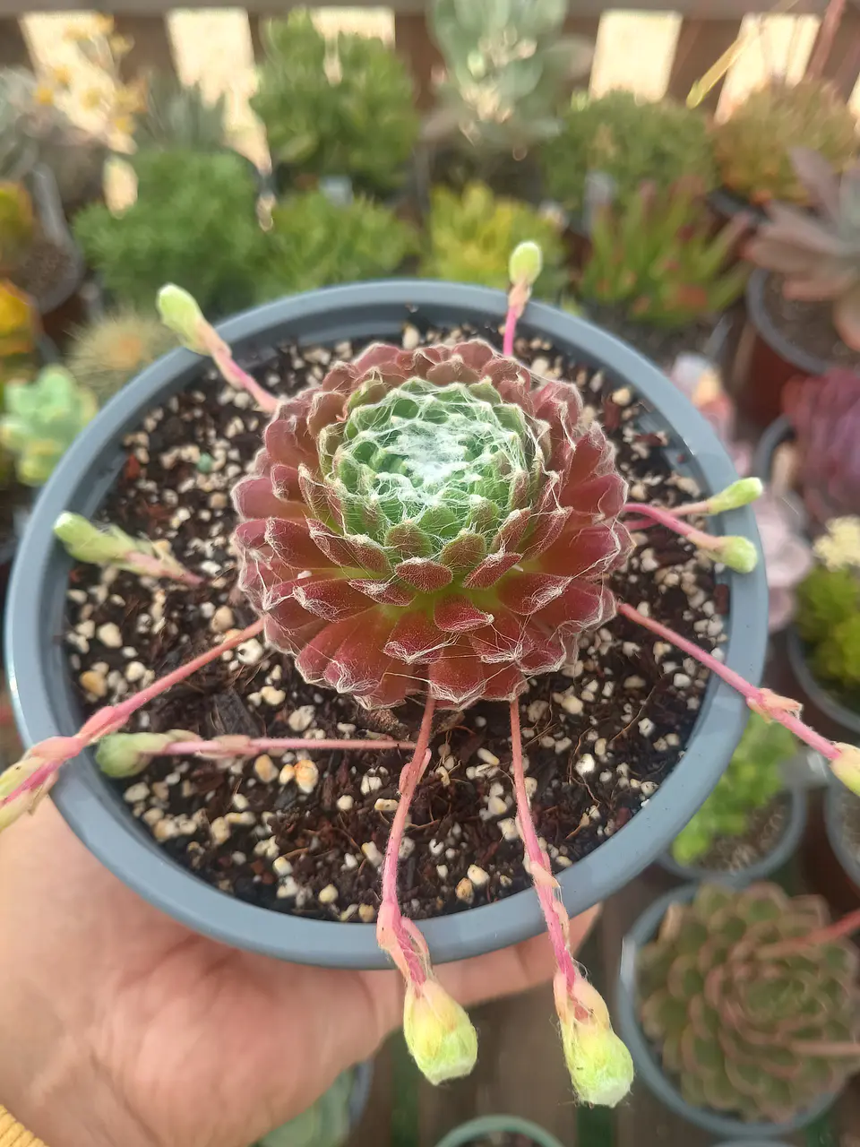Serpenvivum arachnoideum 1