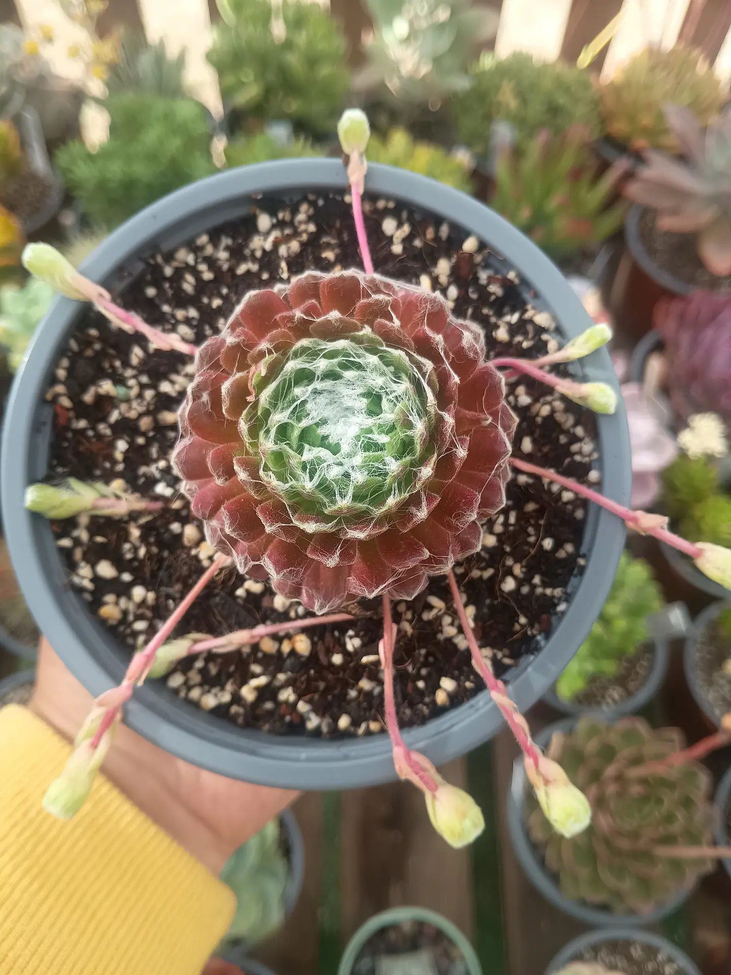 Serpenvivum arachnoideum 2