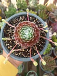Serpenvivum arachnoideum - Miniatura 2