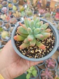 Sedum patrick star - Miniatura 1