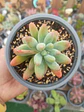 Sedum patrick star - Miniatura 2