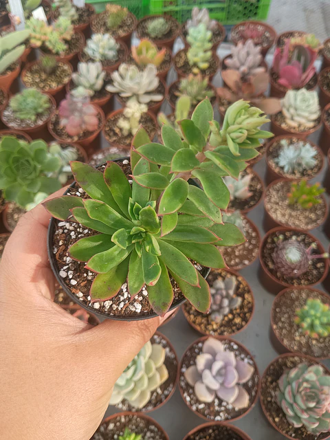 Echeveria ssp