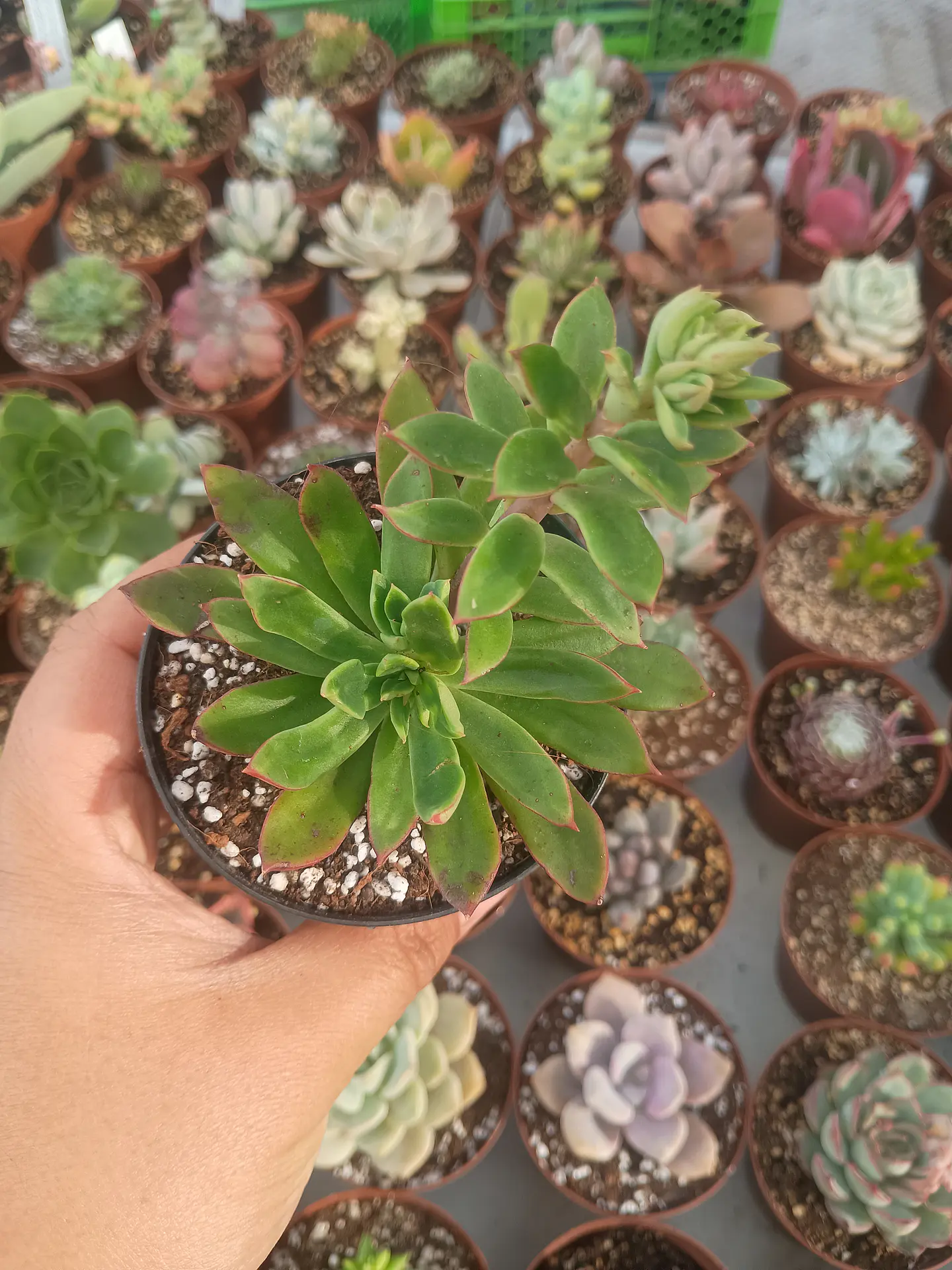 Echeveria ssp 1