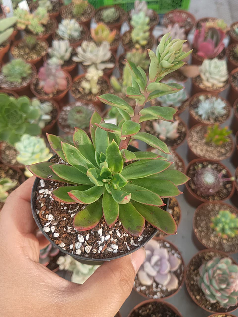 Echeveria ssp