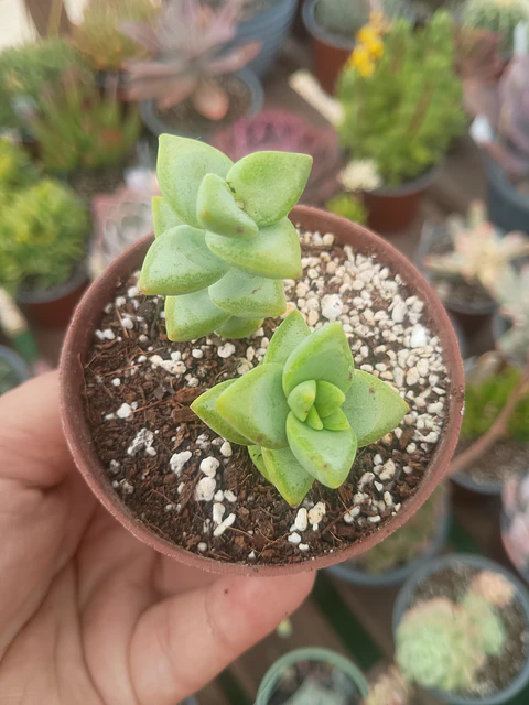 Crassula rupestris, pequeña
