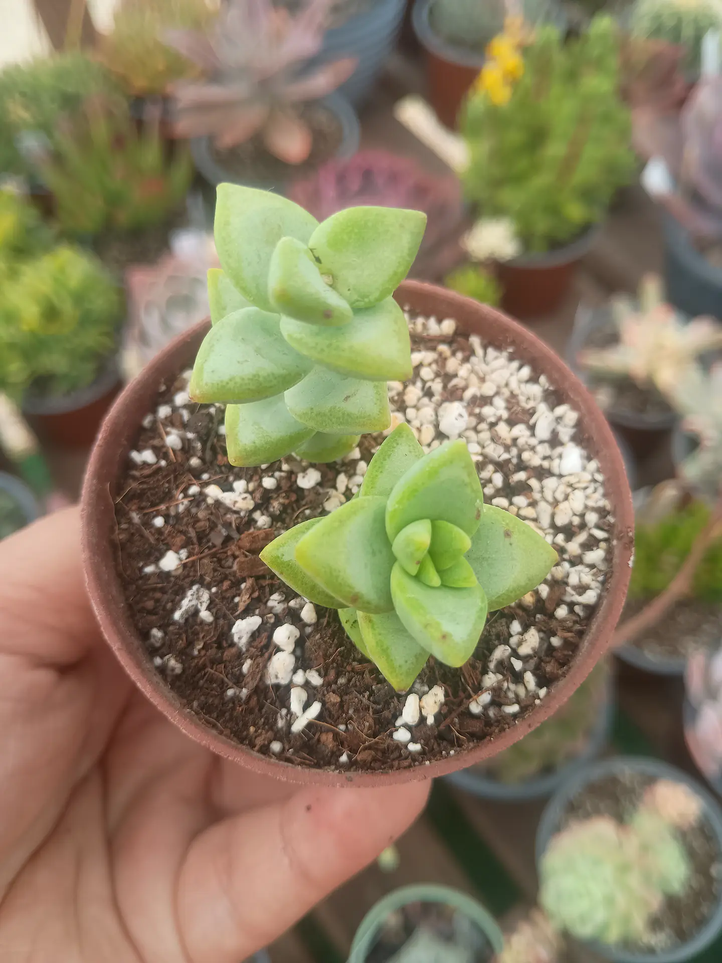 Crassula rupestris, pequeña 1