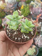 Crassula rupestris, pequeña - Miniatura 2