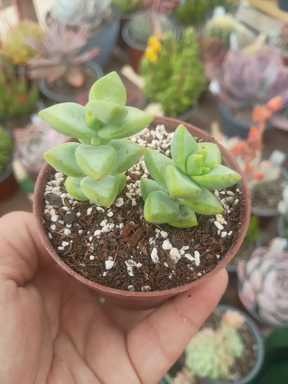 Crassula rupestris, pequeña 2