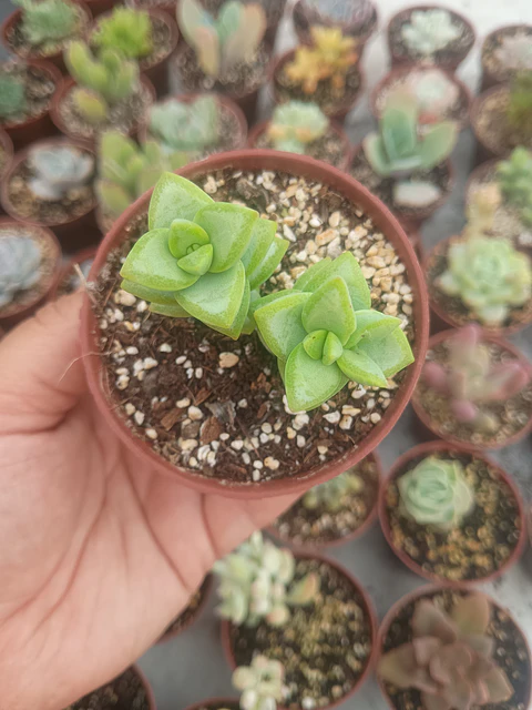 Crassula rupestris, pequeña