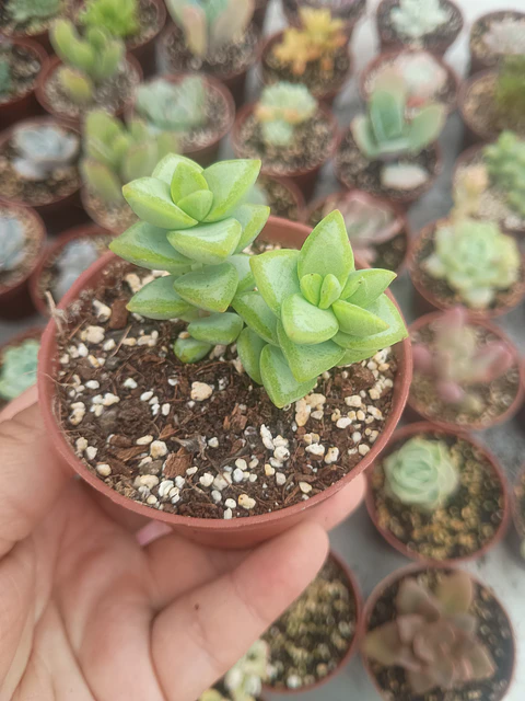 Crassula rupestris, pequeña