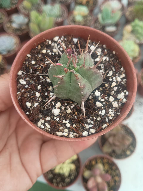 Euphorbia pulvinata, pequeña