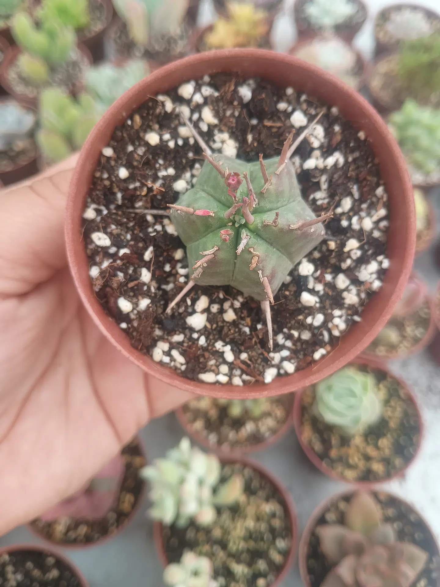 Euphorbia pulvinata, pequeña 2