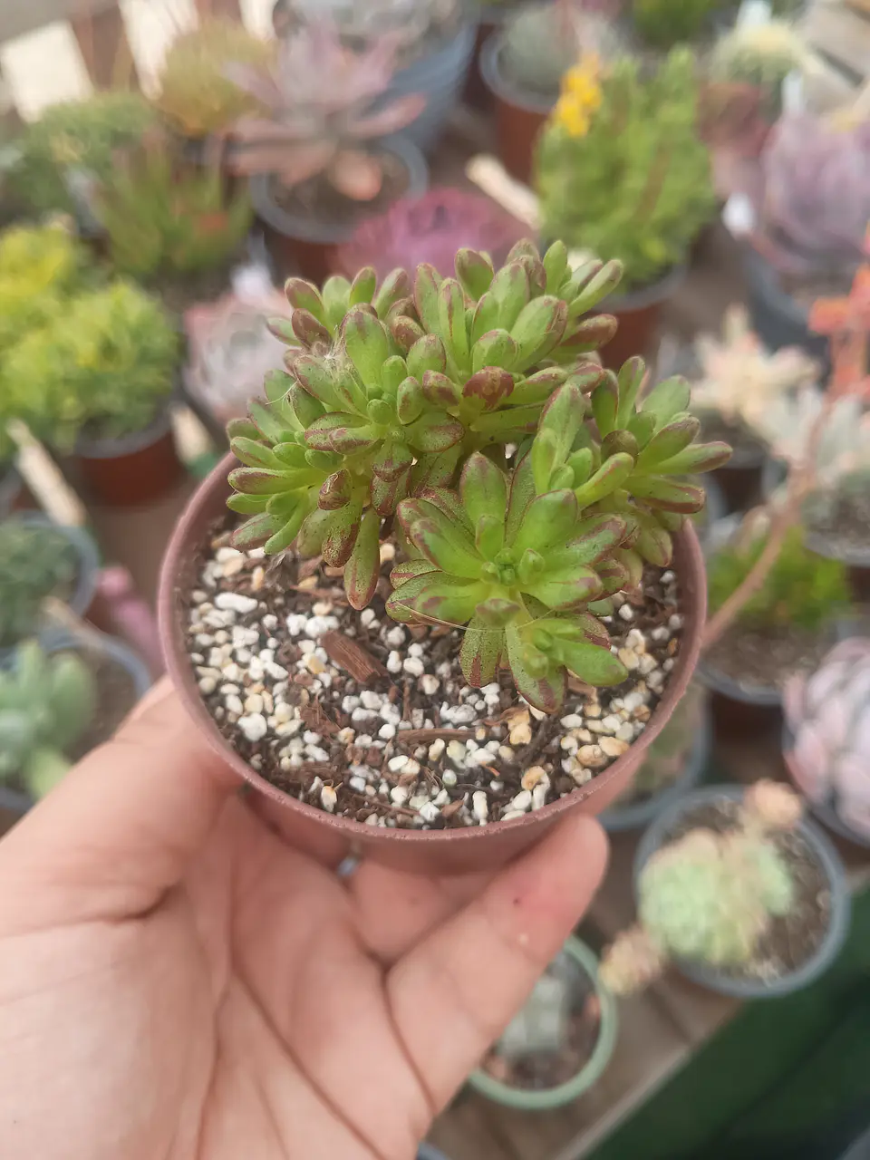 Aeonium sedifolium, pequeño 1